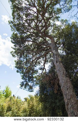 Southern Pine
