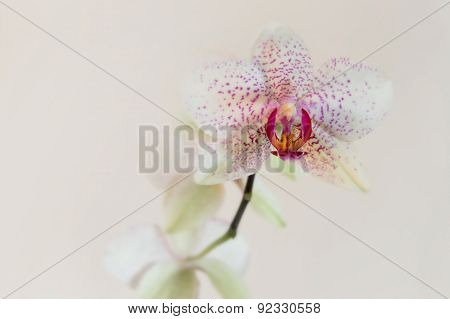 White orchid with pink spots