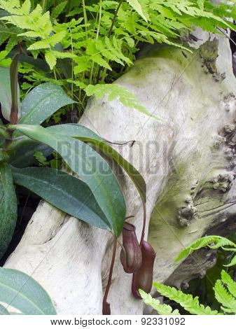 Pitcher Plant (nepenthes Rebecca)
