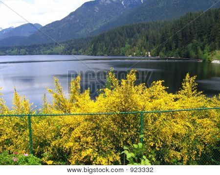 Lago primavera e fiore fiori gialli