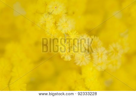 Detail of mimosa flower