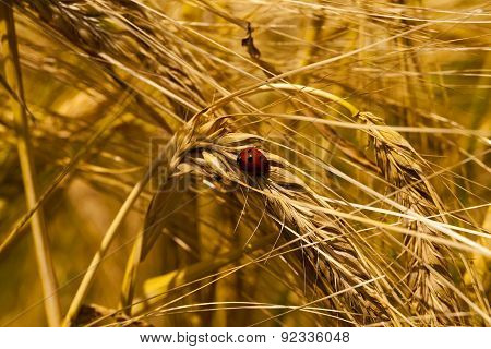 ladybug