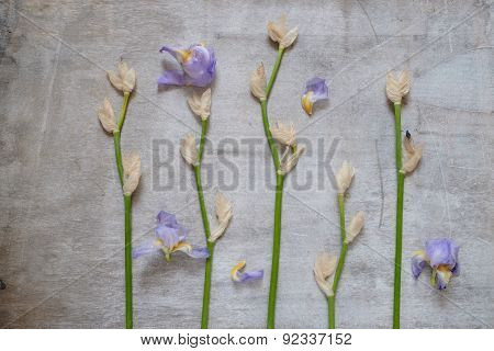 Blueflag Or Iris Flower On Wooden Background