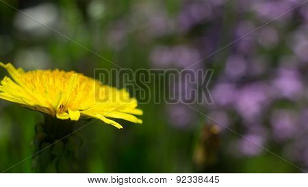 Yellow dandelion flowers