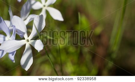 white flower in spring
