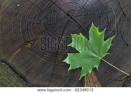 Fresh Green Maple Leaf On Wooden Stock