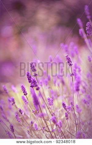 Lavender flowers