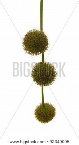 Agregate Balls Of The Seeds Of A Plane Tree