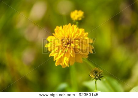 Flower golden ball