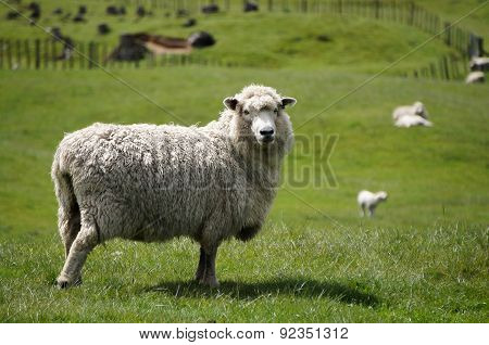Big fluffy sheep or lamb grazing green fields of New Zealand