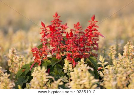 Red Flower in White Flower