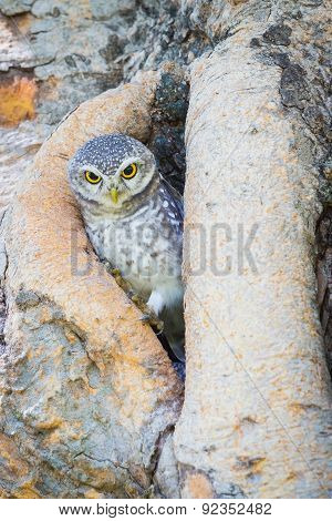 Burrowing Owl stand on the tree hole