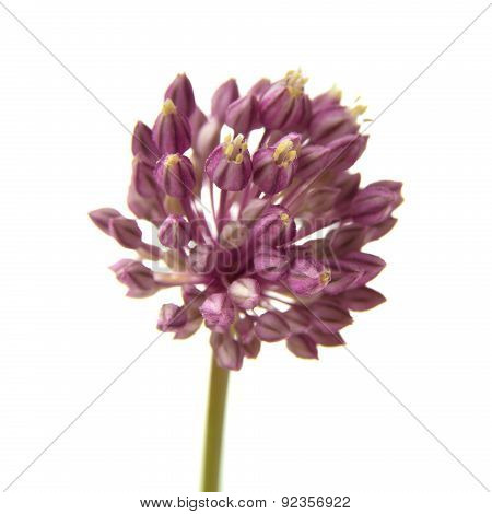 Allium Ampeloprasum