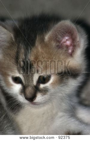 Kattunge 1