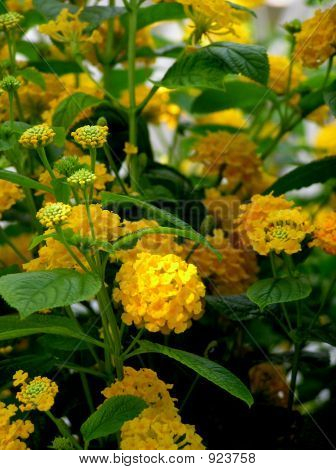 Flores de Lantana