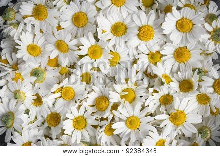 Background of fresh medicinal roman chamomile flowers