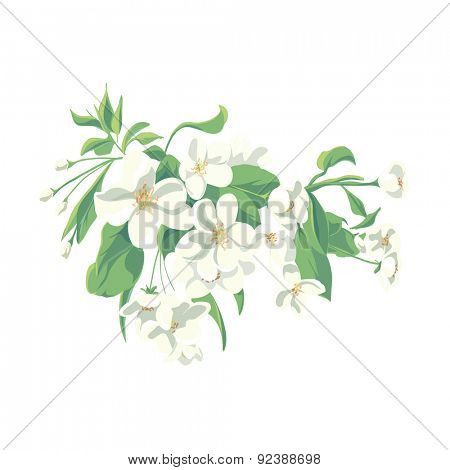 floral illustration of apple tree blossom