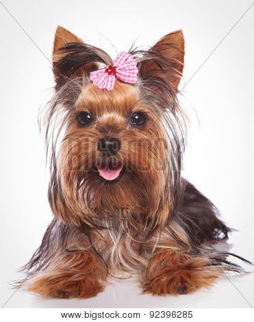 happy yorkshire terrier puppy dog lye down  on studio background