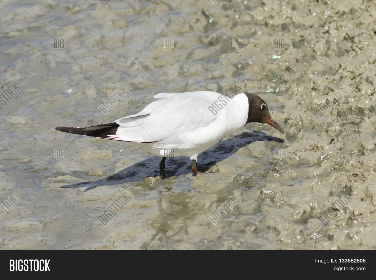 Image Preview