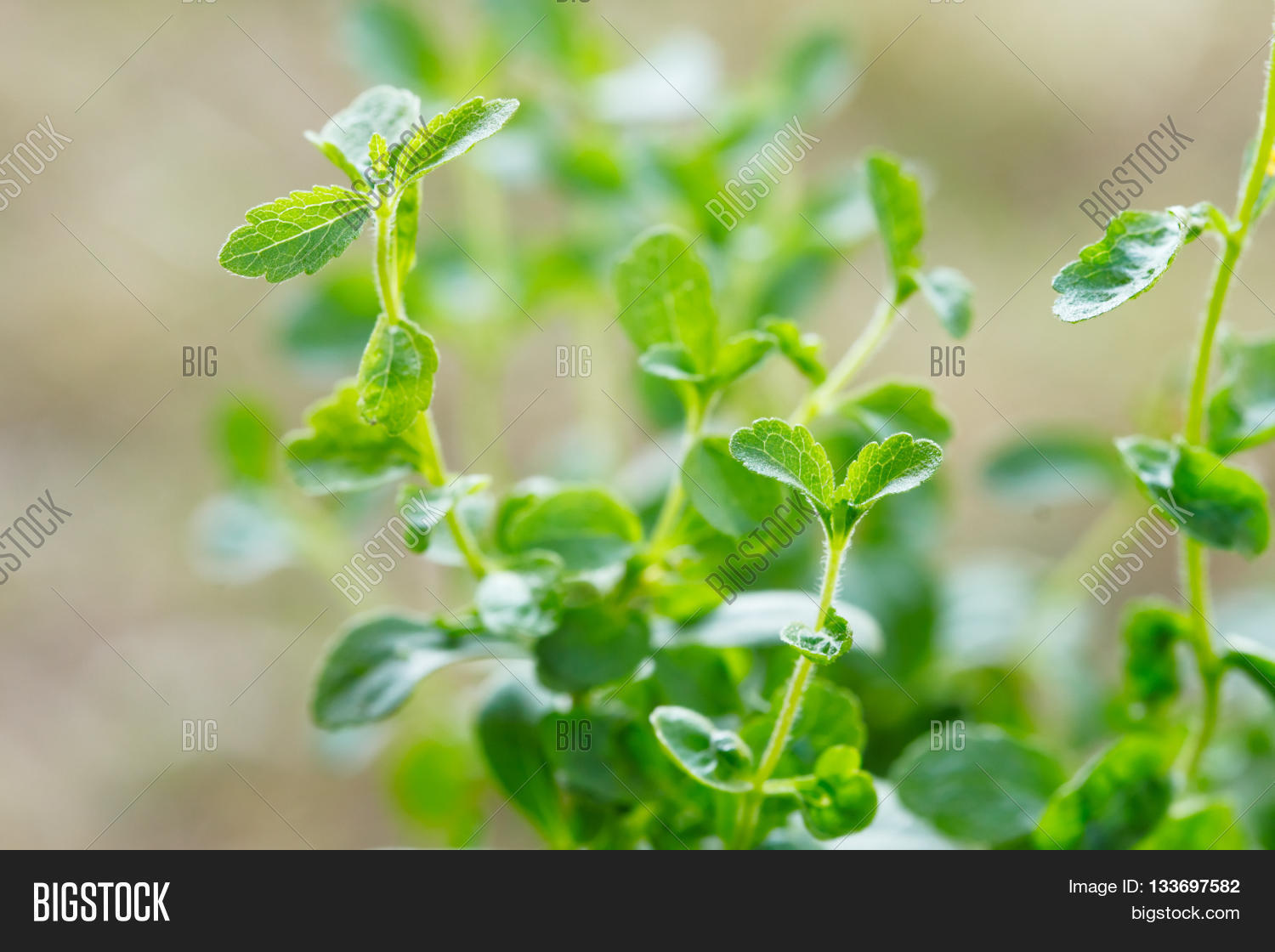 Image Preview