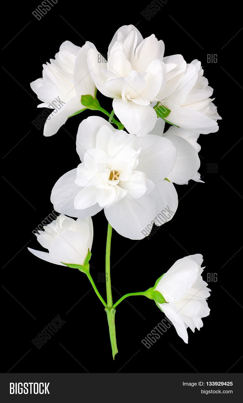 branch jasmine flowers image photo free trial bigstock