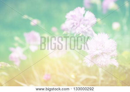 Dianthus or carnation flowers in the garden, defocused floral background made with color filter