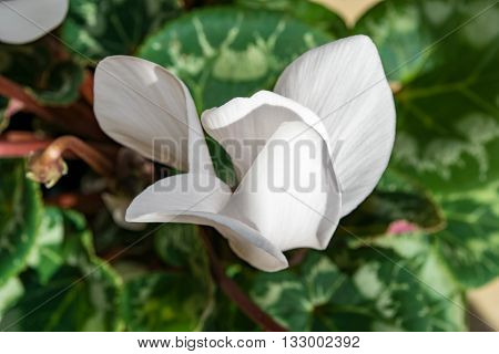 Cyclamens flower - white flower with green foliage