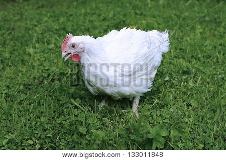 White broiler chicken walks on a green lawn