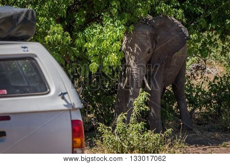 Elephant Standing In Bushes Beside White Jeep