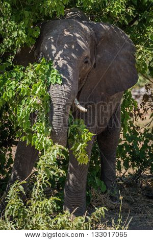 Elephant Standing In Bushes In Dappled Sunlight