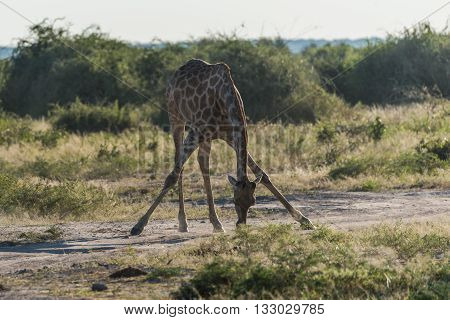 South African Giraffe Bending With Splayed Legs