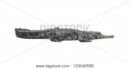 Crocodile or alligator isolated on white background.