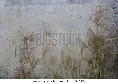 Concrete wall and Grass flower in wind
