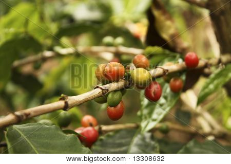 สวนกาแฟในหุบเขา Andean Quimbaya