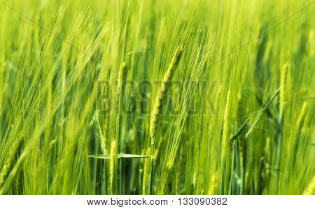 Blurry green wheat in wind - agriculure field