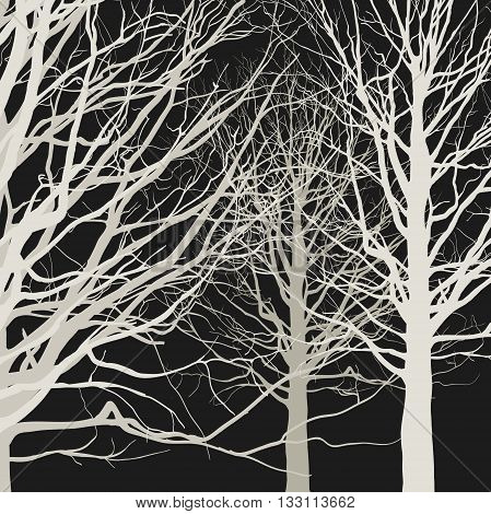 Trees on black background. Vector illustration of the forest