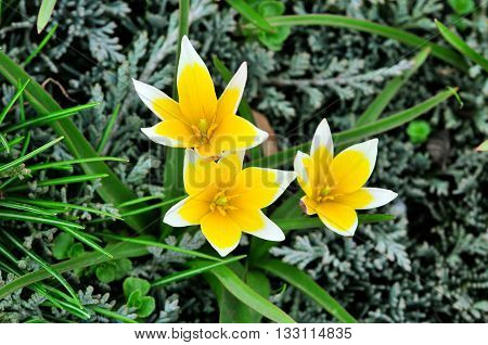 Blooming yellow wild tulips. Wild tulipa Tarda Dasystemon