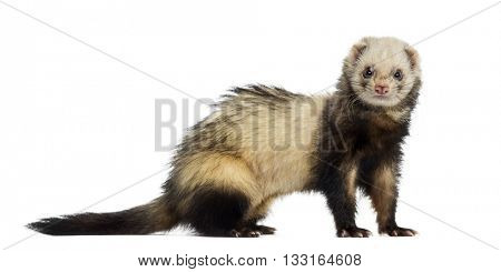 Ferret looking at the camera, isolated on white