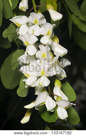 Black Locust False Acacia Robinia pseudoacacia blooming close-up selective focus shallow DOF