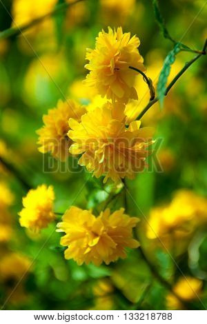 Flower Keriya Japanese terry or Easter Rose