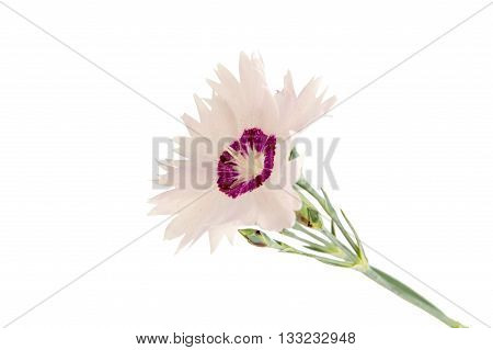pink carnation on a white background isoletd.