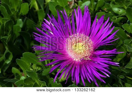 Open  lilac flower carpobrotus on the flowerbed