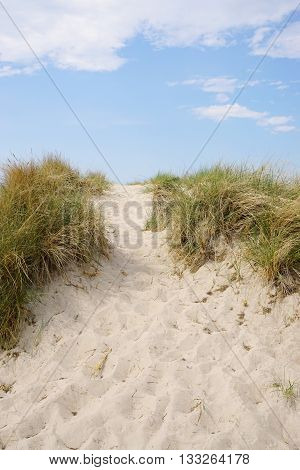 marram grass lined trail leading up sand dune at baltic seaside