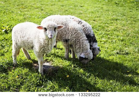 Beautiful sheeps in Topesti village in Romania