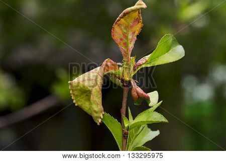 disease on the leaves of a fruit tree