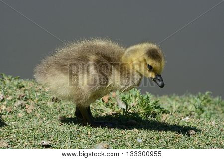 Newborn Baby Canada Goose gosling walking on lake shore edge and looking for good morsels of grass to eat