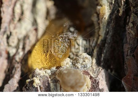 The Yellow Drop Of Resin On A Tree