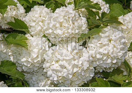 White flower of the snowball viburnum Buldenezh in bloom.
