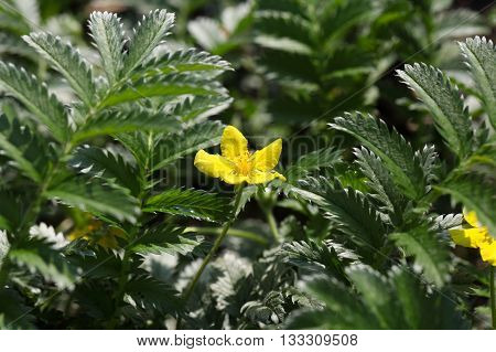 Flower and leaves of a silverweed (Argentina anserine).