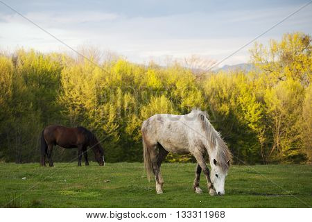 Beautiful horses in Topesti village in Romania